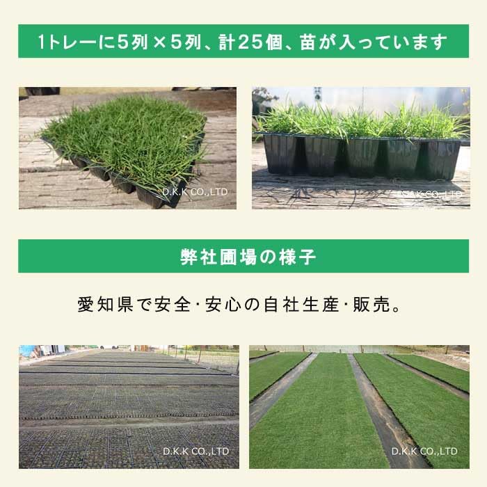 Amazon.co.jp: ティフトン 芝生 苗 1トレー 25ポット入り (1ポット 5cm